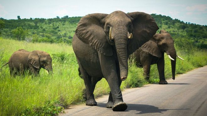 De Beers moves 200 elephants from South Africa to Mozambique