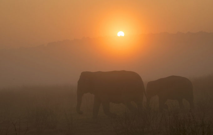 Skin poaching of Asian elephants, a crisis unfolding in Myanmar, could crush the species