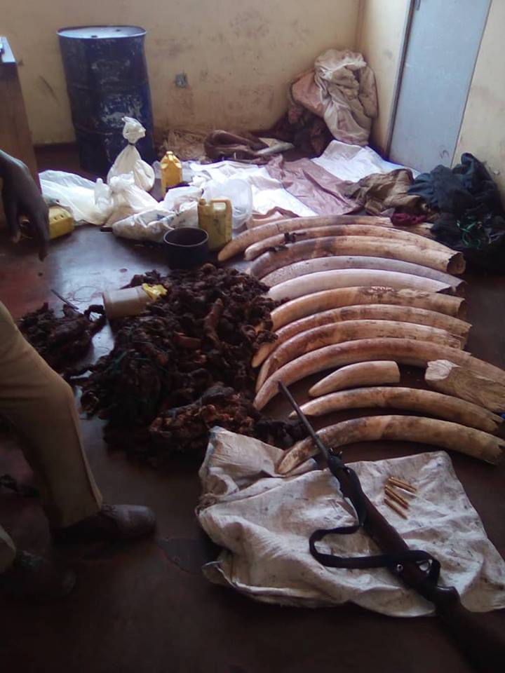Suspected Zambian poachers abandon 172 kilograms of elephant tusks in Zimbabwe