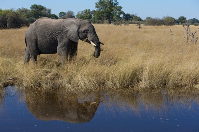 Conservation: Elephant poaching on the increase in Botswana