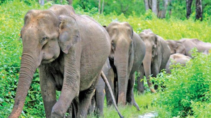 Sealing of illegal resorts at elephant corridor begins