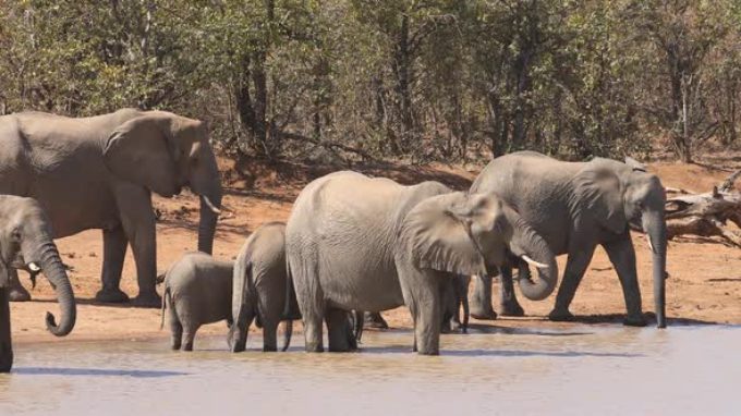 Botswana considers lifting elephant hunting ban