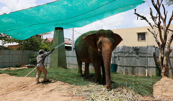 WWF urges stronger elephant conservation