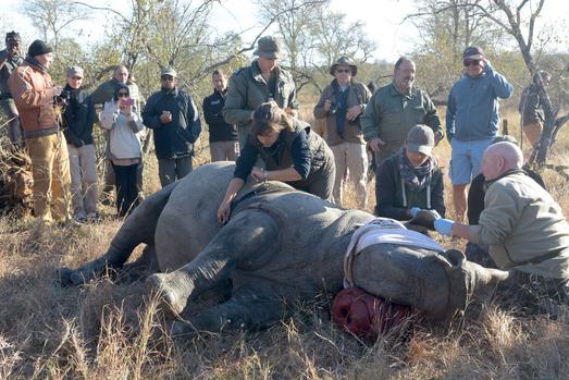 ‘People need stake in rhino’s survival’