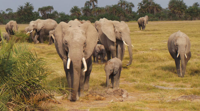 Govt seeks Sh15bn to compensate those killed by wildlife