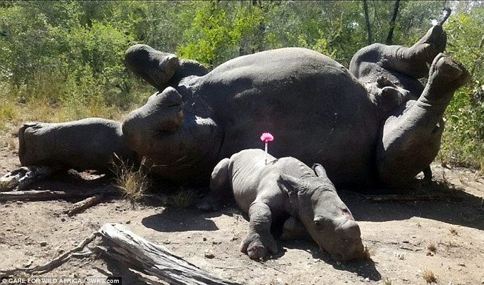 Photo of baby rhino lying near dead mother sparks social media outrage