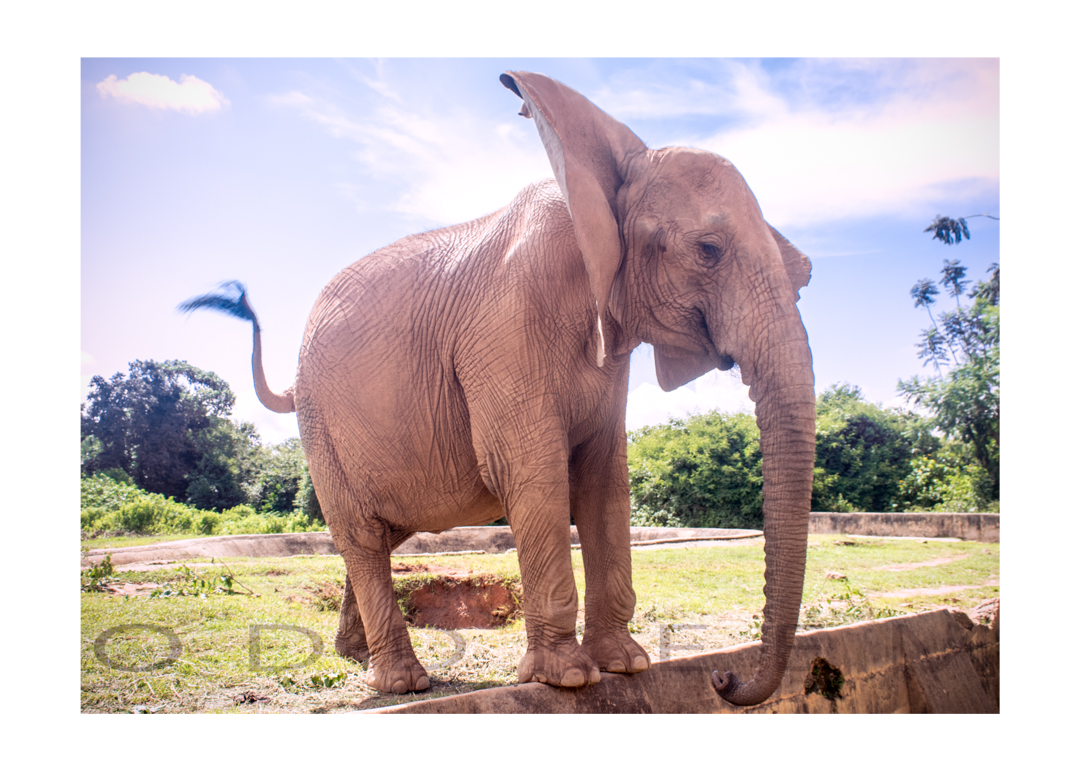World Elephant Day 2018: An Urgent Call to Protect Nigeria’s Elephants