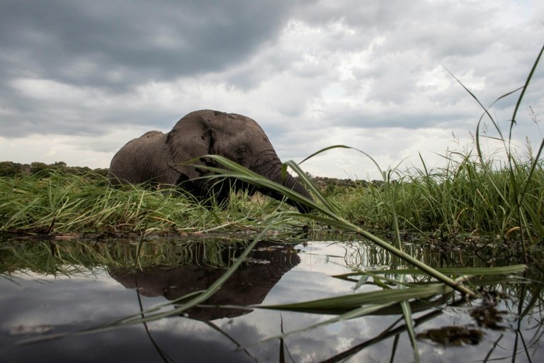 Nearly 100 elephants killed for ivory in Botswana