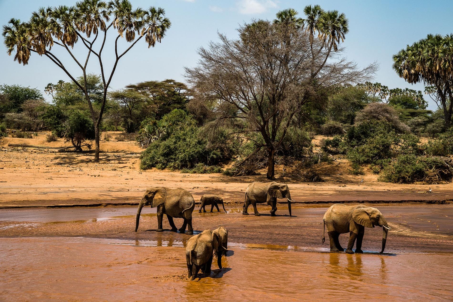 How Tourism Helps Elephants—and People—Make a Home